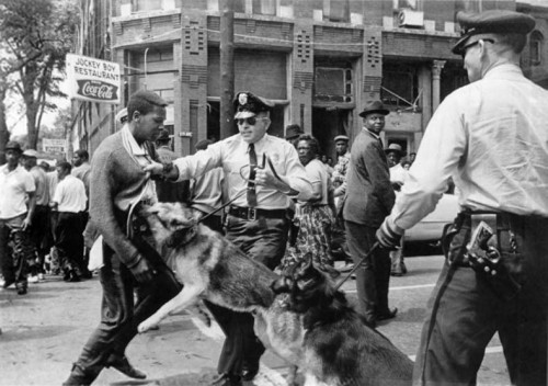 Protesters attacked by police dogs in Birmingham AL during a civil rights demonstration.
