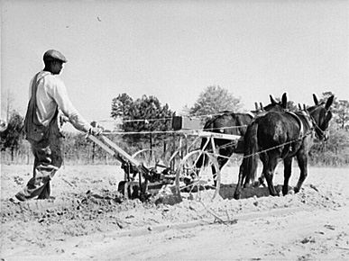 Plowing with a mule. Courtesy of the Library of Congress.