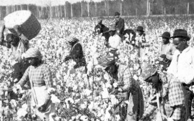 slaves in cotton field