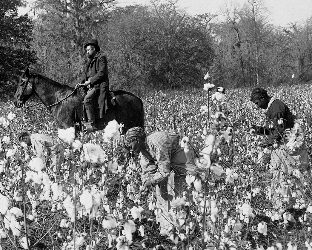 Picking cotton