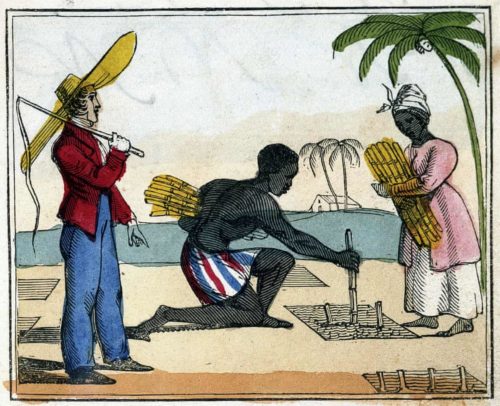 slaves-planting-cane- Enslaved people working in the cane fields, 1826. Much of Britain’s wealth came from sugar. Photograph: Getty