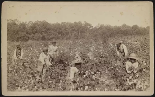 An African-American family picking cotton in a field near Savannah, Georgia in 1867 – two years after the abolition of slavery (Launey &amp; Goebel)