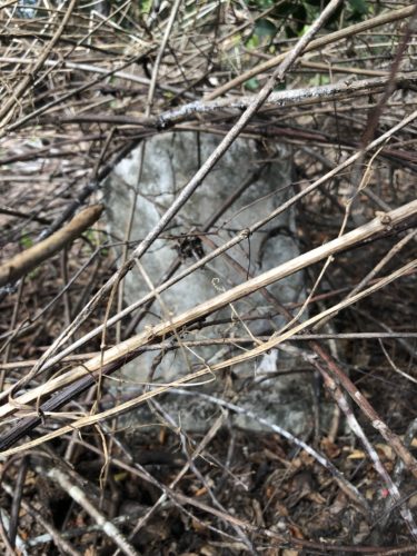 gravestone Project Restoration - “Oak Tree Union Colored Cemetery of Taylorsville”. An abandoned African American cemetery in Groveland Florida with over 50 gravesites and at least 5 WWI Veterans. (Picture from @KathrynHKnight on Twitter)