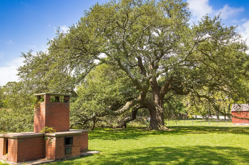 The Emancipation Oak in Hampton, Virginia (Wikimedia Commons)