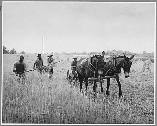 Black and white photo of three Black farmers following work mules