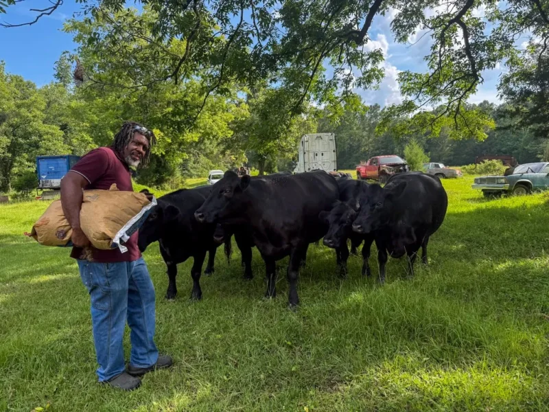 Willie Palmer Jr. stands with his cows as they graze