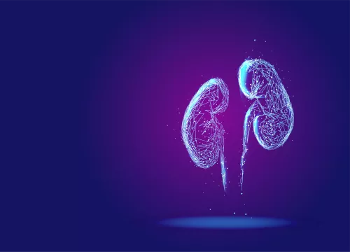purple-kidneys-illustrated.png