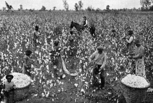 Black agricultural laborers pick cotton in the American South. For centuries, Black labor helped build the United States' economic foundation. (Public Domain)